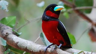 Download lagu MASTERAN GACOR & PIKAT SEMPUR SUNGAI HUJAN SUARA PANCINGAN 2 | KICAU MERDU ASLI SUARA BURUNG mp3 Download lagu MASTERAN GACOR & PIKAT SEMPUR SUNGAI HUJAN SUARA PANCINGAN 2 | KICAU MERDU ASLI SUARA BURUNG mp3