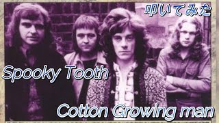 叩いてみた  SPOOKY TOOTH『Cotton Growing Man』