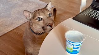 Месси хочет украсть сметану со стола пока никто не видит🤣