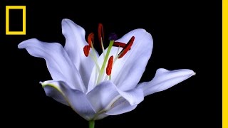 Time Lapse Photography Flowers Bloom Video