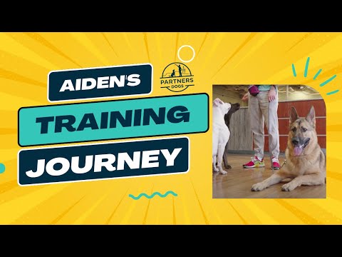 Partners Dog Training Journey | Aidan