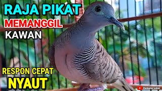 Download lagu Perkutut Lokal Gacor Raja Pikat ahlinya Bikin Semua Burung Perkutut Bunyi Gacor Manggung Dijamin mp3 Download lagu Perkutut Lokal Gacor Raja Pikat ahlinya Bikin Semua Burung Perkutut Bunyi Gacor Manggung Dijamin mp3