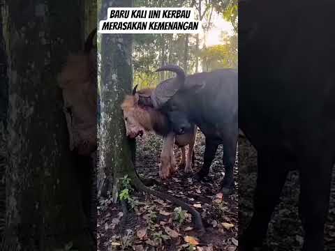 kerbau vs Singga #animals