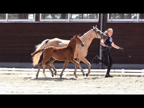 22 – Der kleine Glückspilz, HF von D-Power AT - Lucky Strike, *13.04.2018