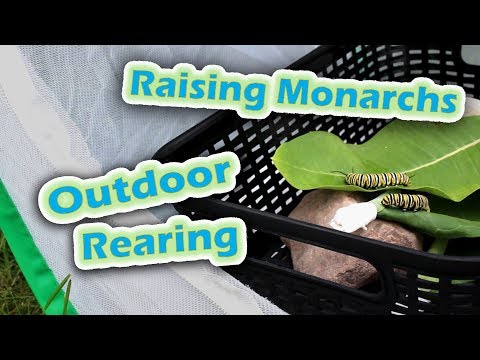 Raising Monarchs - Outdoor Rearing (Help The Monarch Butterfly)