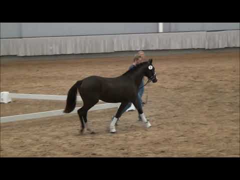 GEKÖRT / LICENSED Valido`s Highlight x FS Champion de Luxe