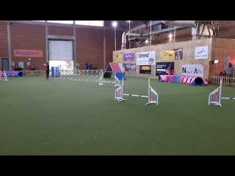 Áprilisi Bing Agility Kupa 2022.04.16. - Cody A1/2 Agility