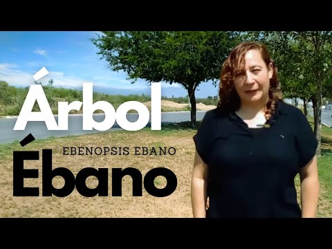 Ebony Tree - An Excellent Choice for the City!