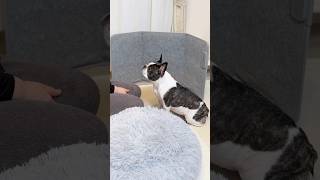 懇願する愛犬