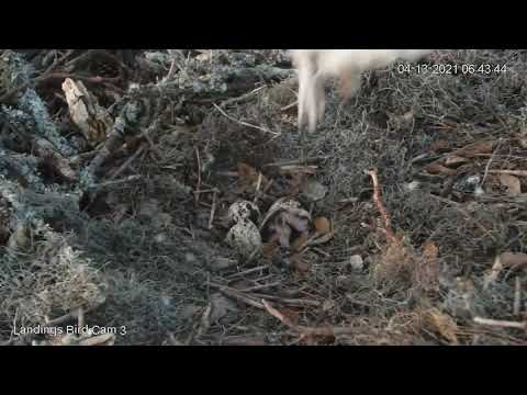 First Look At Hatchling Osprey | Savannah Osprey Cam – April 13, 2021