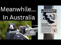 Meanwhile In Australia Magpie Attack DJI Mini 3 Pro