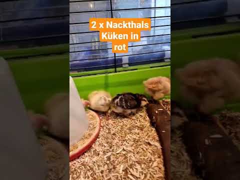 #shorts Leider nur noch 2 Nakthalsküken. Update als Video kommt die Tage...