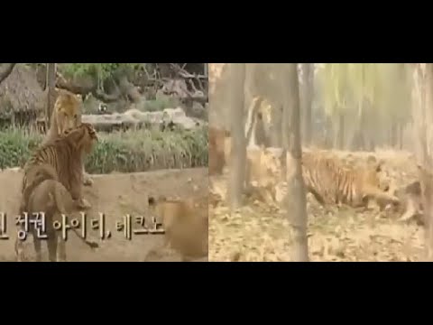 Tiger vs Lion - Emperor of Beasts Debunked. Lion Fanboy EOB roasted alive !
