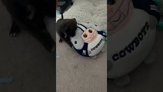 Video preview image #1 Chihuahua-Unknown Mix Puppy For Sale in Corona, CA, USA