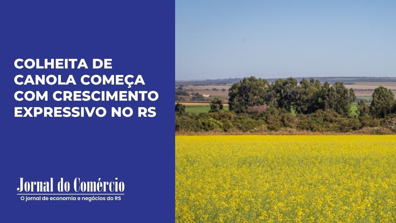 Colheita de canola começa com crescimento expressivo no RS