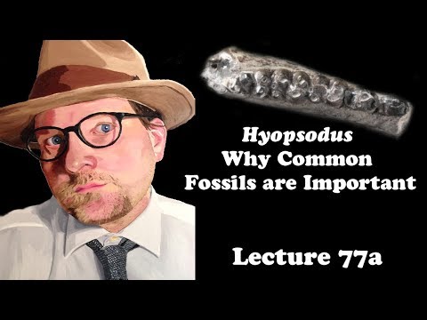 Lecture 77a Hyopsodus: Why Common Fossils are Important