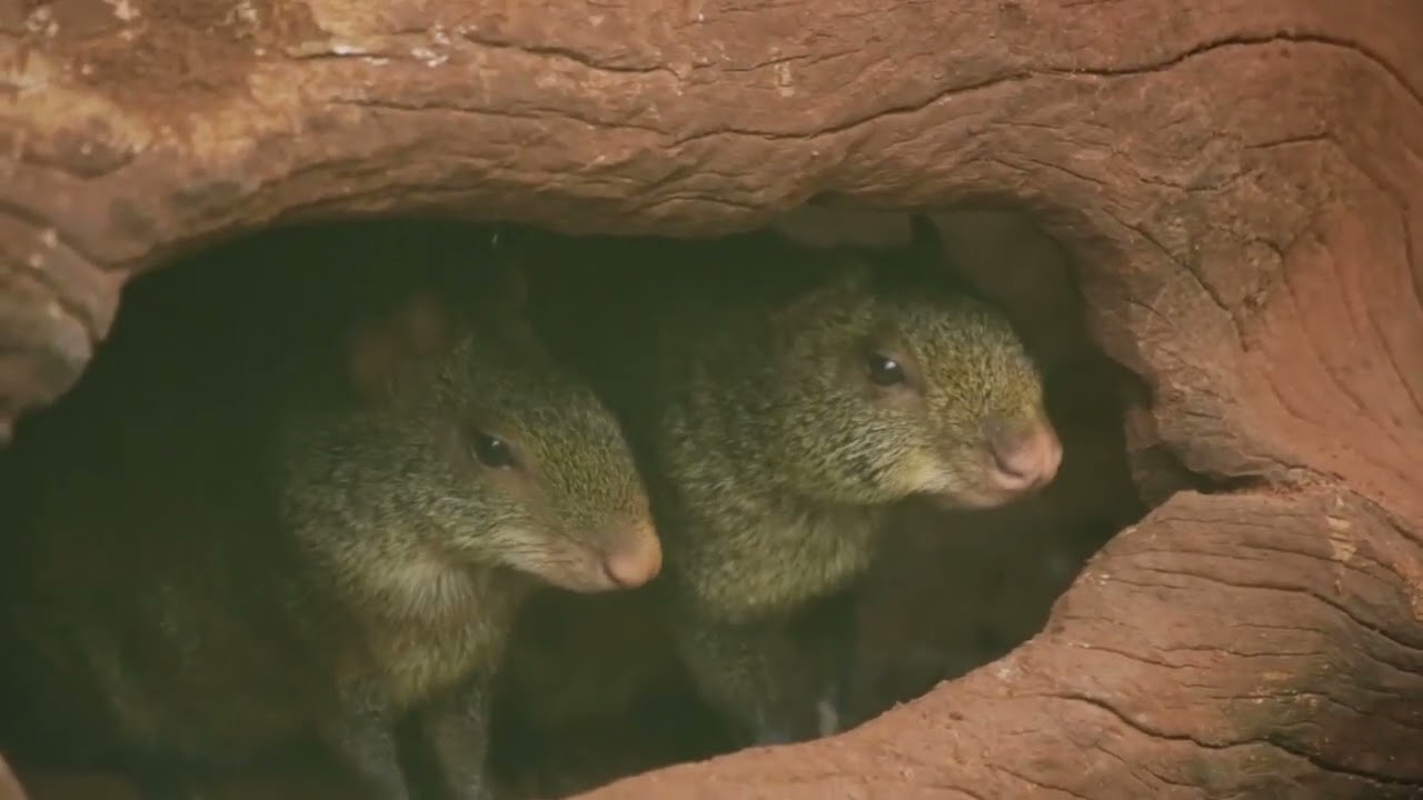 ¡Viva Paraguay! [ Ruta Bioceanica ]