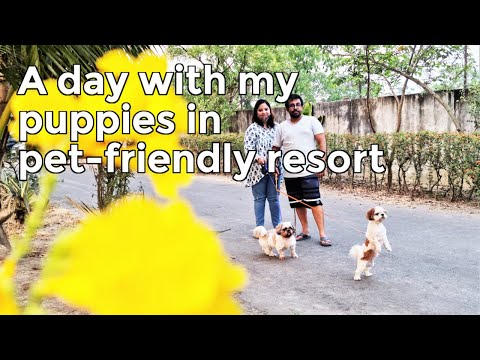 A Day in The Pet Friendly resort | Puppies Day Out in a Pet Friendly resort Video
