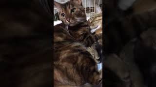 ねこ