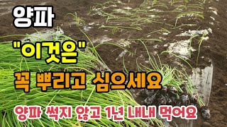 양파심는시기 이것은 꼭 뿌리고심어야 병해충 걱정 없고 양파 썩지 않고 1년 내내 드실수있습니다.