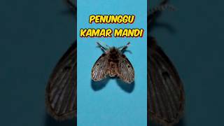 Download lagu Lalat Kamar Mandi: Kecil, Tapi Menjijikkan! 😰🤢🪱🐛 #shorts #foryou #animals #drainfly #fly mp3