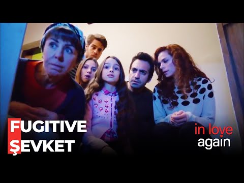 Şevket Is Nowhere To Be Found - In Love Again