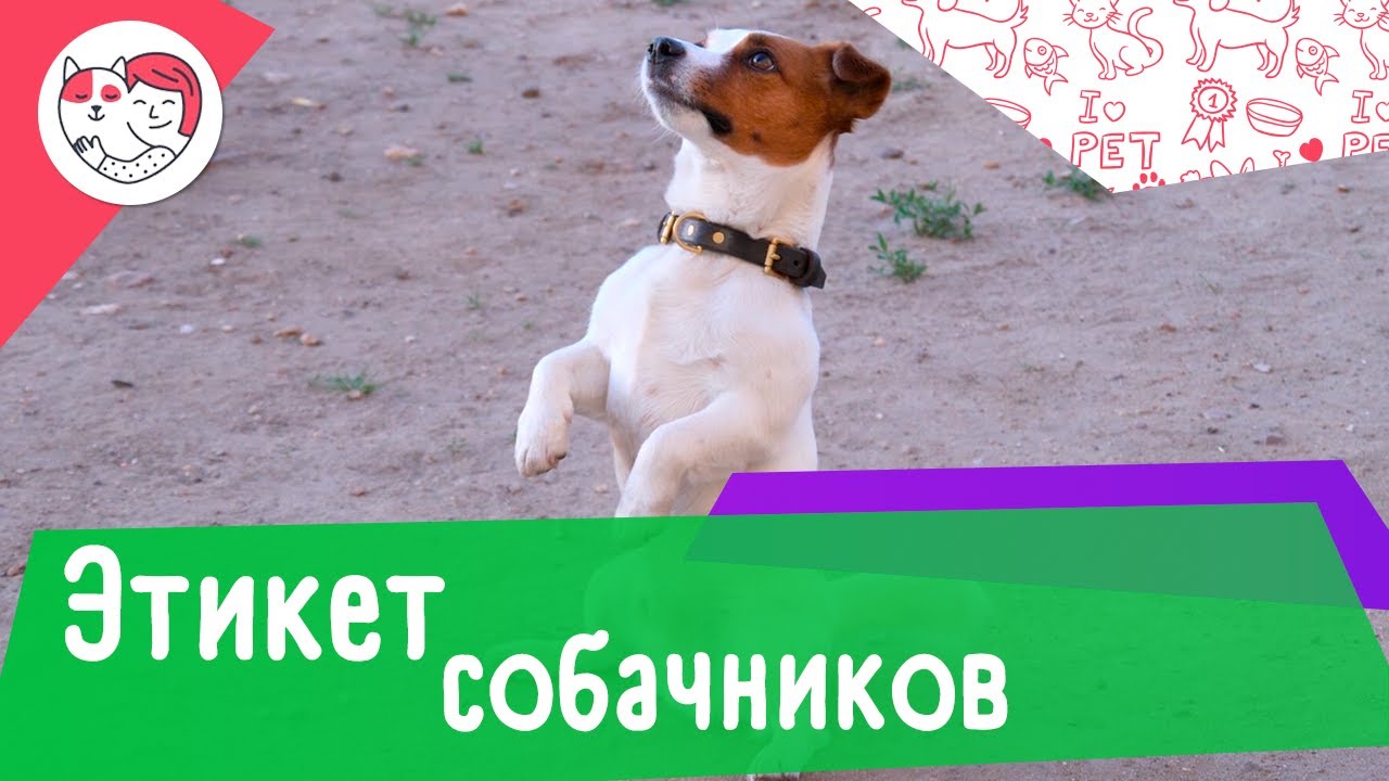 5 негласных правил этикета собачников