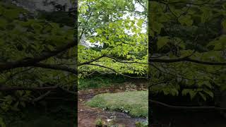 Flowering Dogwood - Cornus florida #tennessee #hiking #trees #easttndude