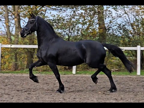 Stal Okkema's Aukje -  Gerben x Sape - Mare - 2016 - 1.64m