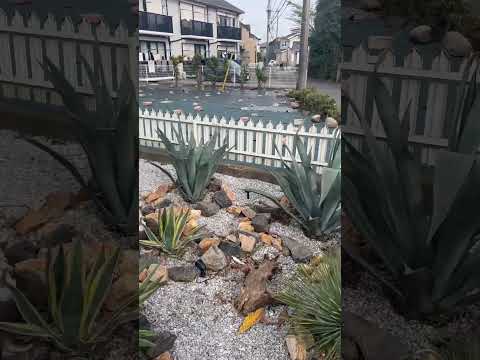 aménagement-jardin-de-rocaille-grandes-pierres-revetement-sol-bois