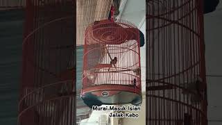 Download lagu Murai Isian Jalak Kebo mp3 Download lagu Murai Isian Jalak Kebo mp3