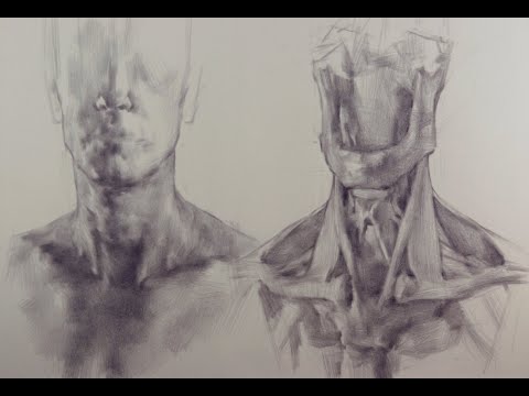 Studio Incamminati Art Demo - Dan Thompson - Anatomical Drawing