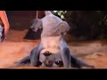 Lilo And Stitch 2025 Stitch S Butt Moments