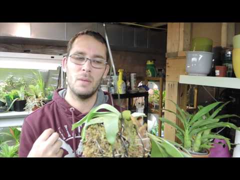 image-Can I use Spanish moss for my staghorn fern?
