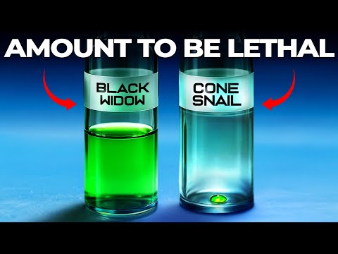 Why is Cone Snail Venom so Deadly?