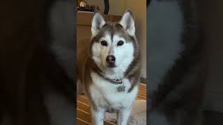 Do you want to own a smart husky #dog #funny #dogsof #husky #usa