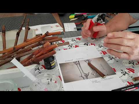 Tafeltrauben, Stecklinge zur Bewurzelung vorbereiten