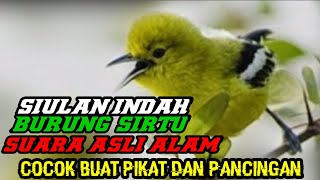 Download lagu SUARA SIULAN BURUNG SIRTU GACOR ASLI ALAM mp3