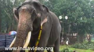 Paramekkavu Sree Padmanabhan