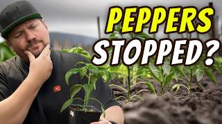 peppers stopped growing? here's what you missed