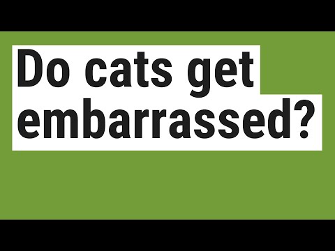 Do cats get embarrassed?