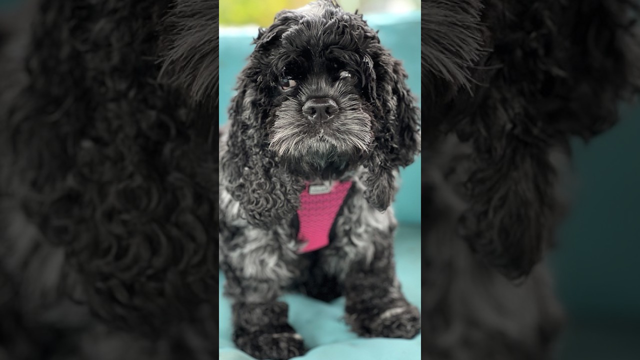 Enlarge Panther (PA) medical hold, a ADOPTABLE Cocker Spaniel in Marietta, PA video 4/4