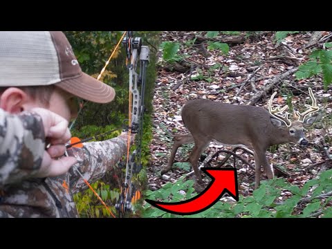 BIG BUCK AT 10 YARDS!