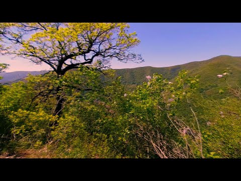 crucea alba baile herculane