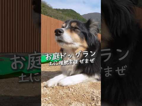 うちの犬が芝生に穴を開けるのはなぜですか?理由と解決策  庭園