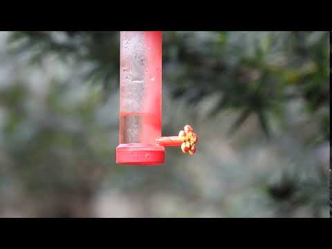 Ruby-crowned Kinglet hovering at hummingbird feeder