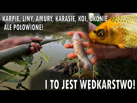 ROBIĘ WĘDKĘ Z PATYKA I ŁOWIĘ RYBY U SIEBIE NAD STAWEM i to jest wędkarstwo ! #ryby #wędkarstwo #fish
