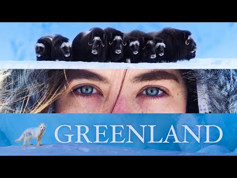 I Went to the Arctic to Photograph Polar Bears & Wildlife