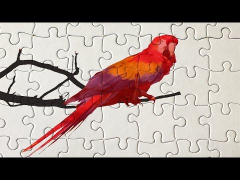 Colorful Macaw Parrots