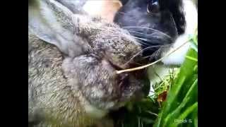 preview picture of video 'Frische Fütterung für die Kaninchen [ Kaninchen-Fütterung ]'